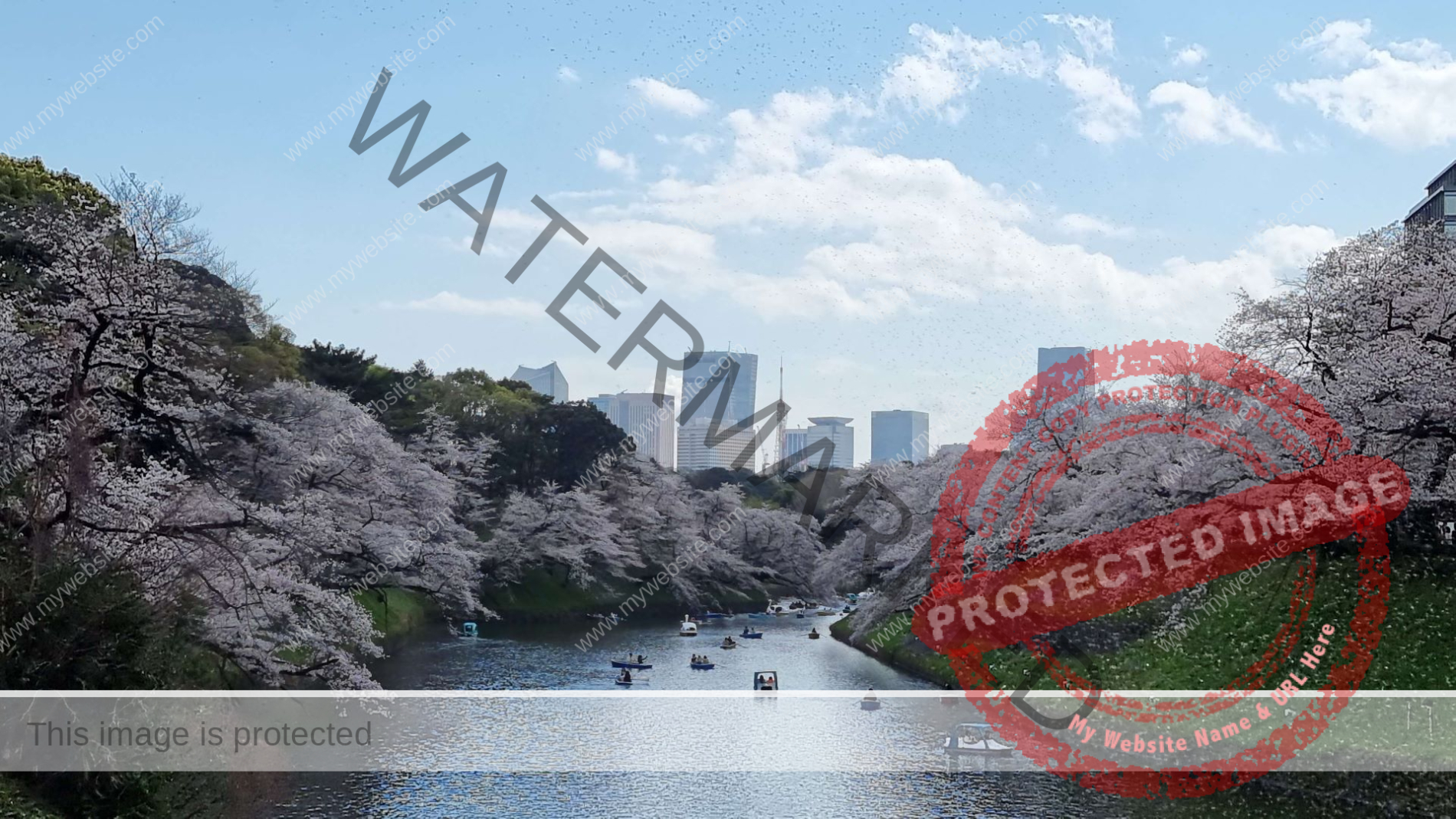 Cherry Blossom Tokyo Japan Cherry Blossom Tokyo Japan